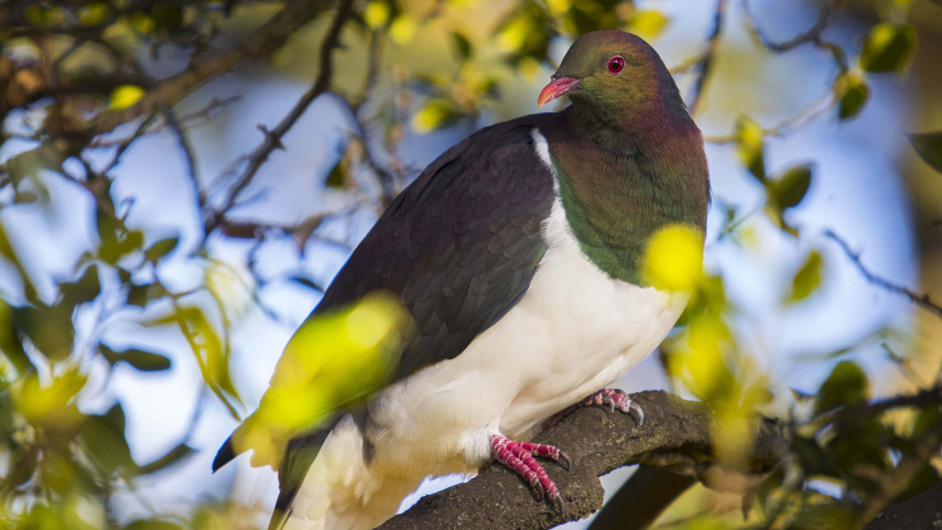 Kereru perched in Kowhai tree