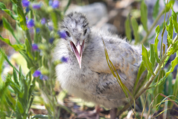Baby Gull