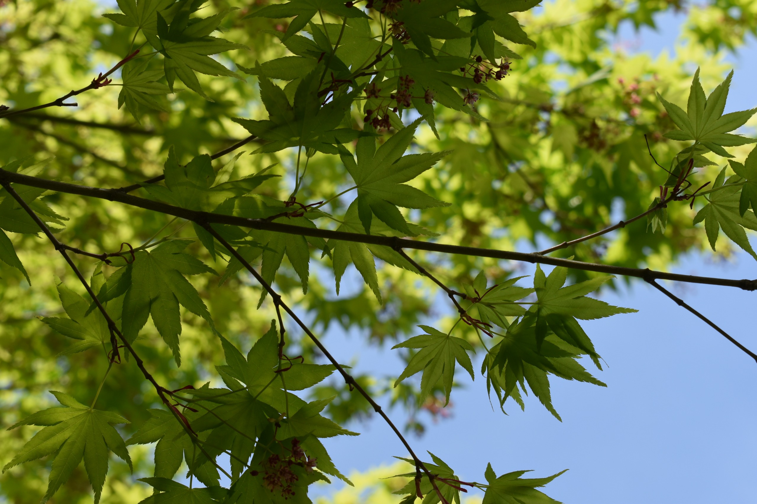 Avonhead Park tree planting plan | Kōrero mai | Let’s talk