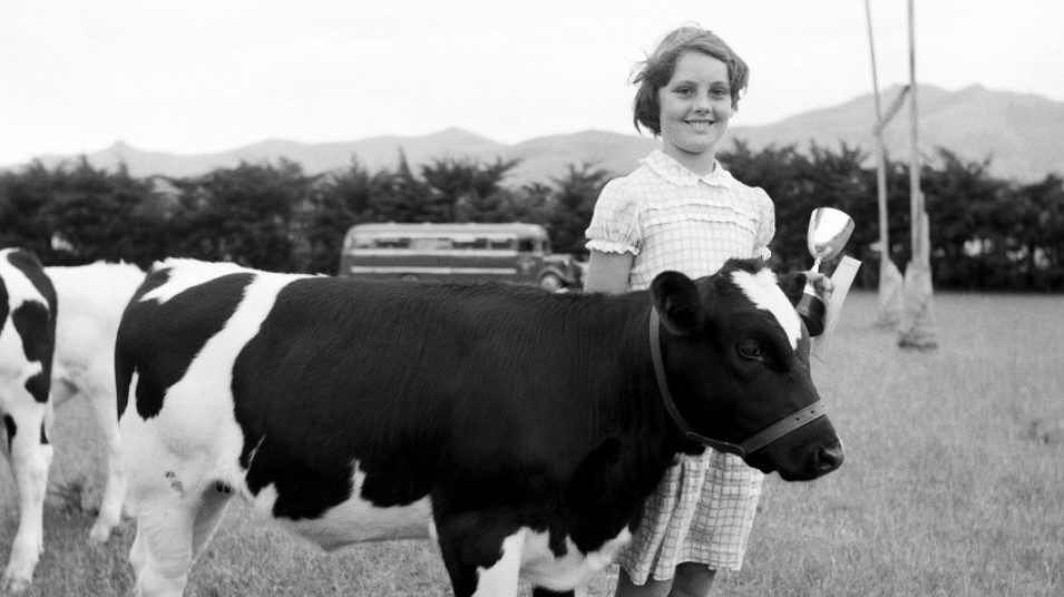 Photo of Barbara Mason from Okains Bay with her calf