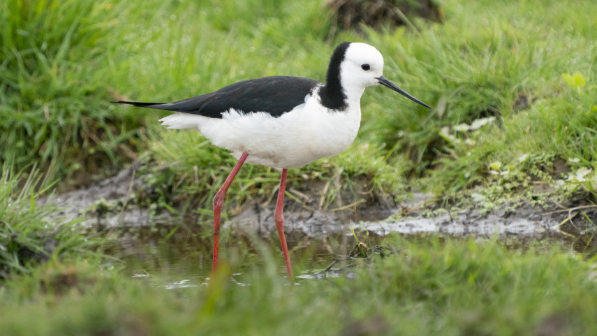 Bird in Red Zone